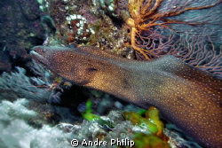 high speed - a shooting unwillingly whitemouth moray on e... by Andre Philip 